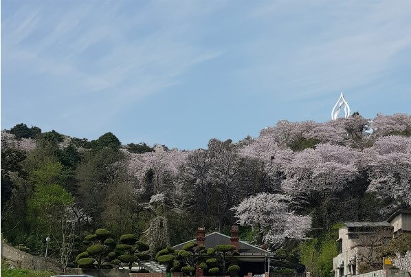 월명공원 벚꽃길