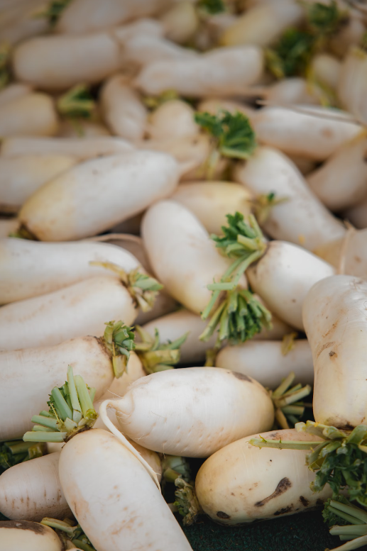 유기농 텃밭에서 수확한 무들