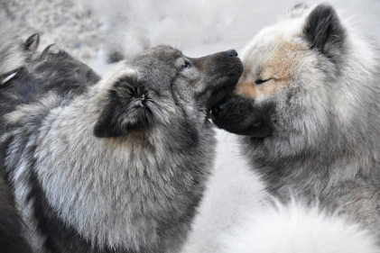 유기견의 현실과 우리의 책임: 반려견과 함께하는 특별한 시간 만들기