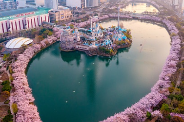 벚꽃 개화시기 2025