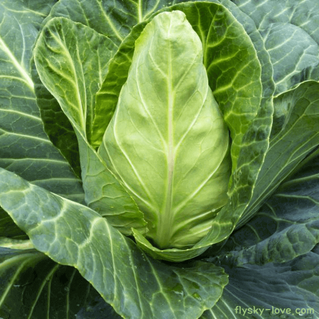 내장 지방 분해에 좋은 고깔 양배추