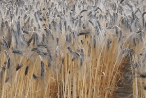 검정보리 효능08