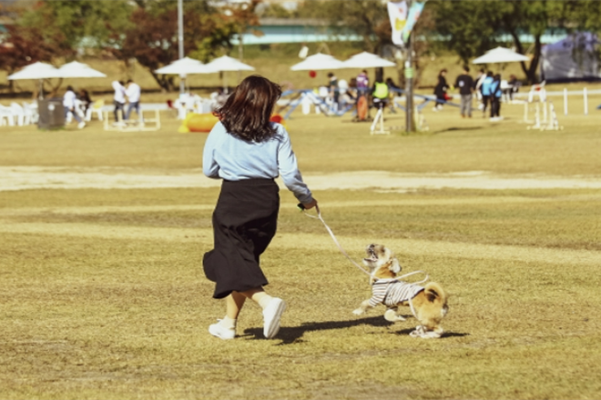 반려축제