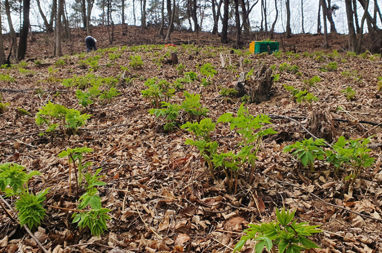 경남 산청 산나물 &lsquo;눈개승마&rsquo; 구매처
