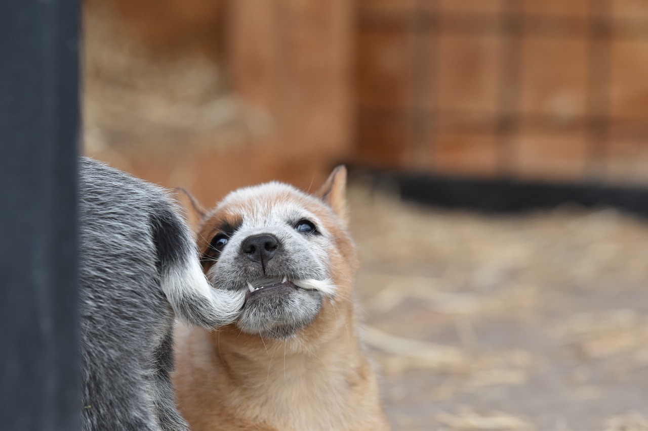 오스트레일리안 캐틀독(Australian Cattle Dog)2
