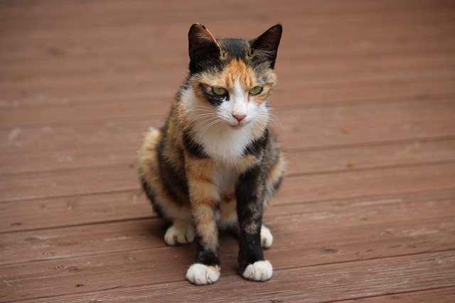 cat
