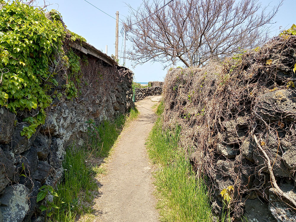 올레길 18코스: 간세라운지x관덕정분식에서 조천만세동산까지