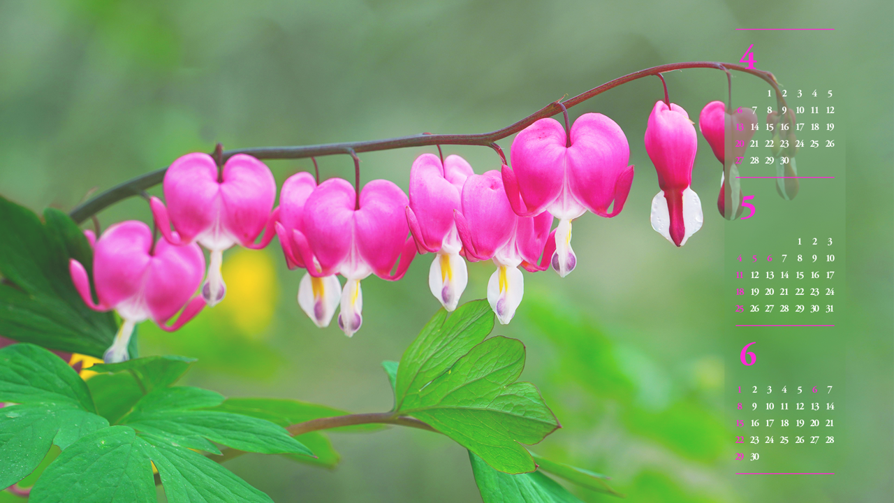 01 한줄기 금낭화 B - 2025년5월 노트북배경화면