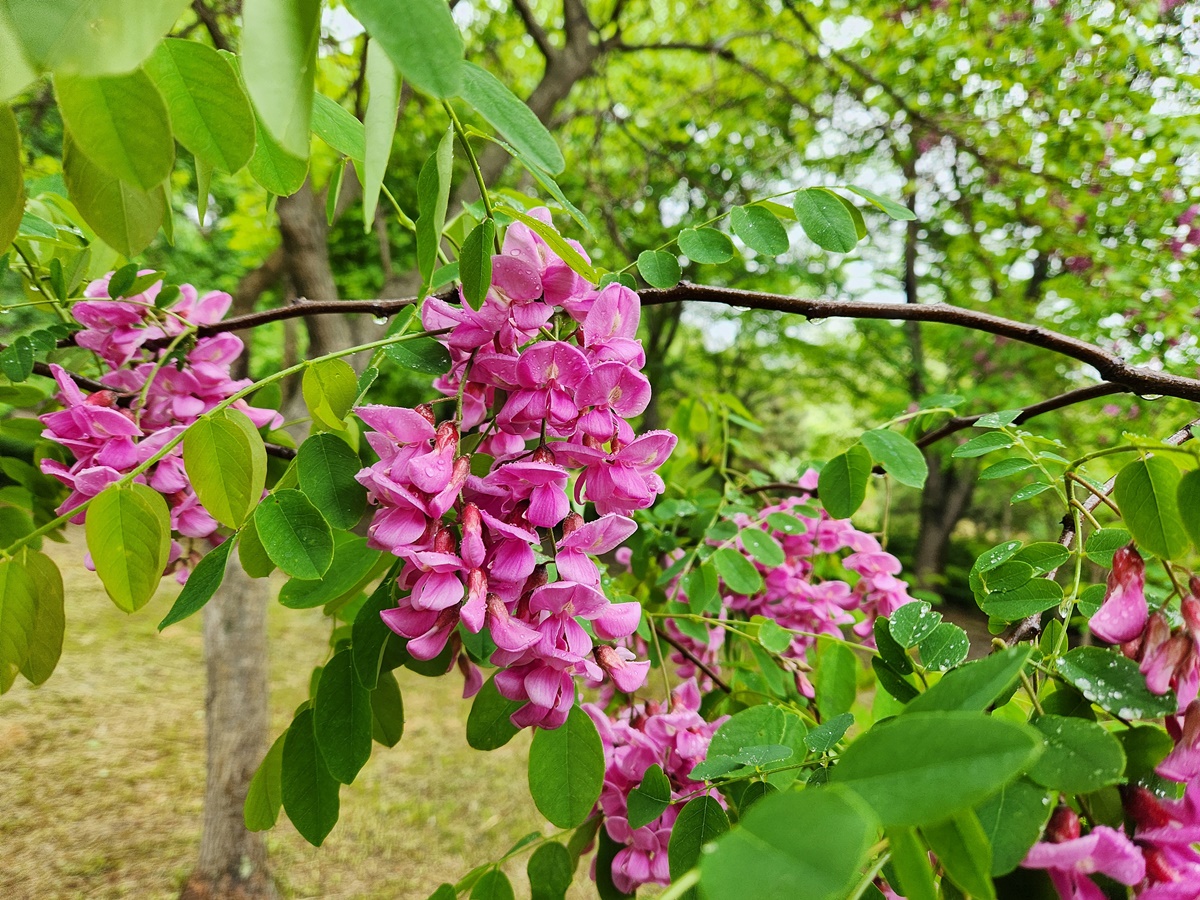 붉은아까시나무