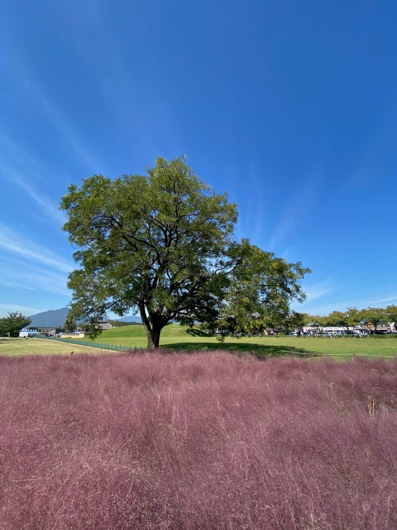 경주-핑크뮬리-군락지