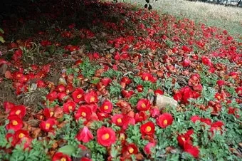 서천 마량리 동백나무 숲 개화 코스_9