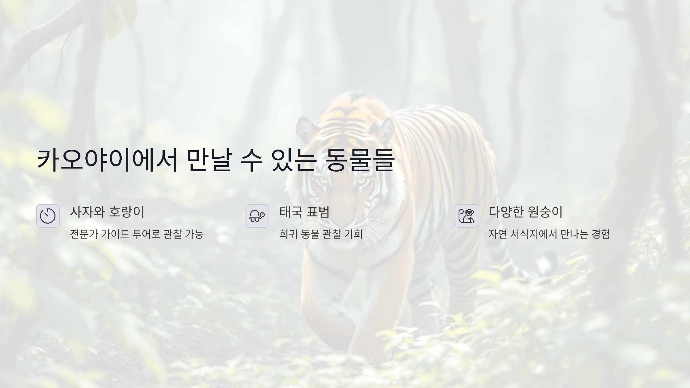 카오야이에서 만날 수 있는 동물들: 사자와 호랑이 관찰