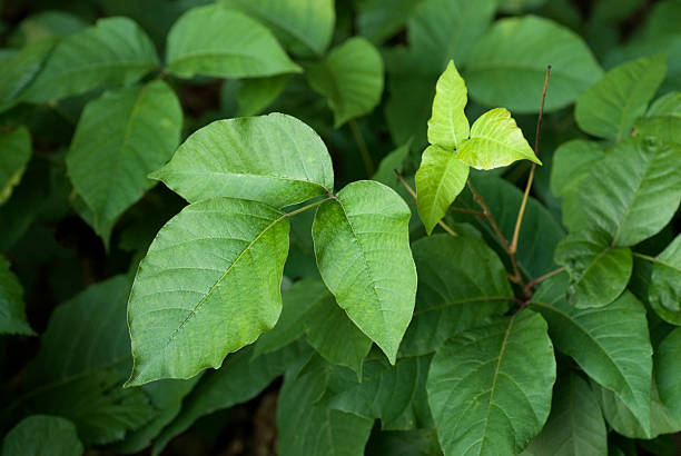 옻의 효능&amp;#44; 부작용 및 사용법 알아보기 