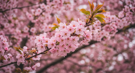 안동 벚꽃 축제
