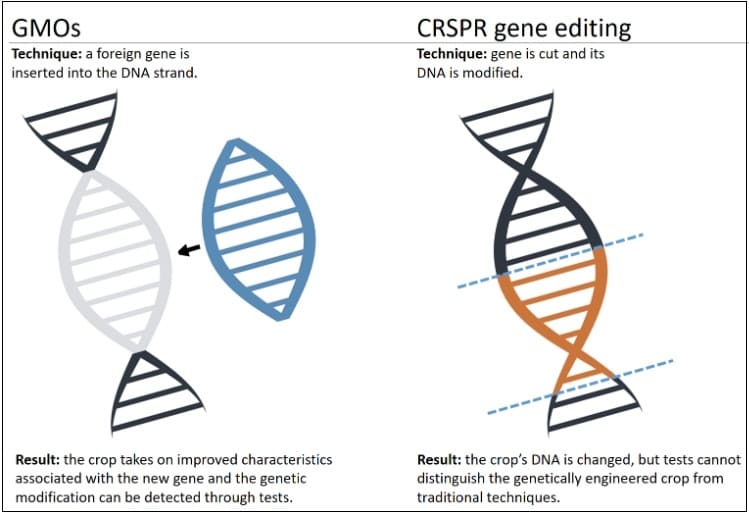 영국, 내년 유전자 조작(편집) 농작물 공식 판매 VIDEO: The gene-edited 'Frankenfoods' that could be on supermarket shelves in the UK as soon as NEXT YEAR
