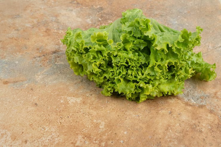 상추 효능 부작용