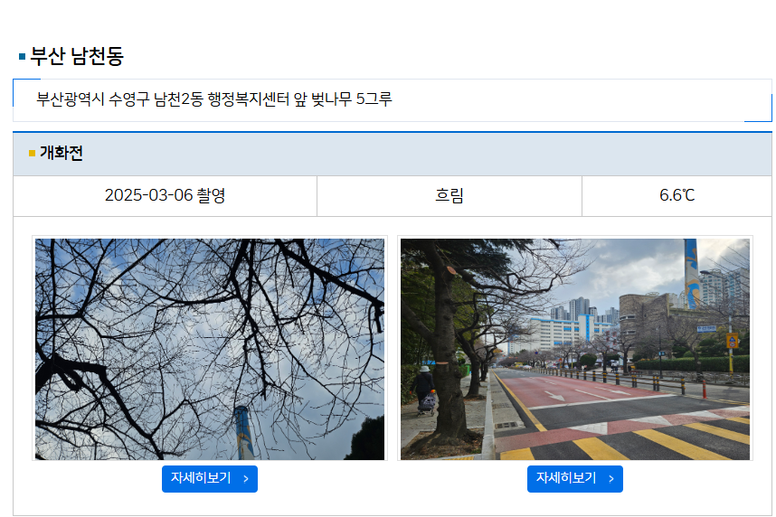 2025년 벚꽃 개화 시기, 기상청과 웨더아이에서 쉽게 확인하는 방법 🌸