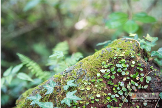 제주도 가볼만한 곳