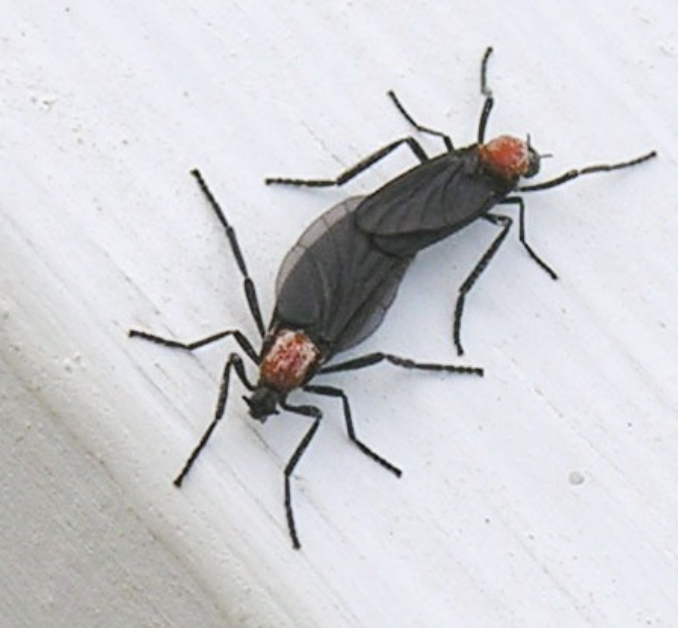 환경 관리로 서식지 제거하기