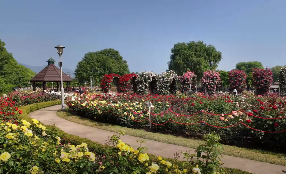 곡성장미축제 관련 사진 이미지