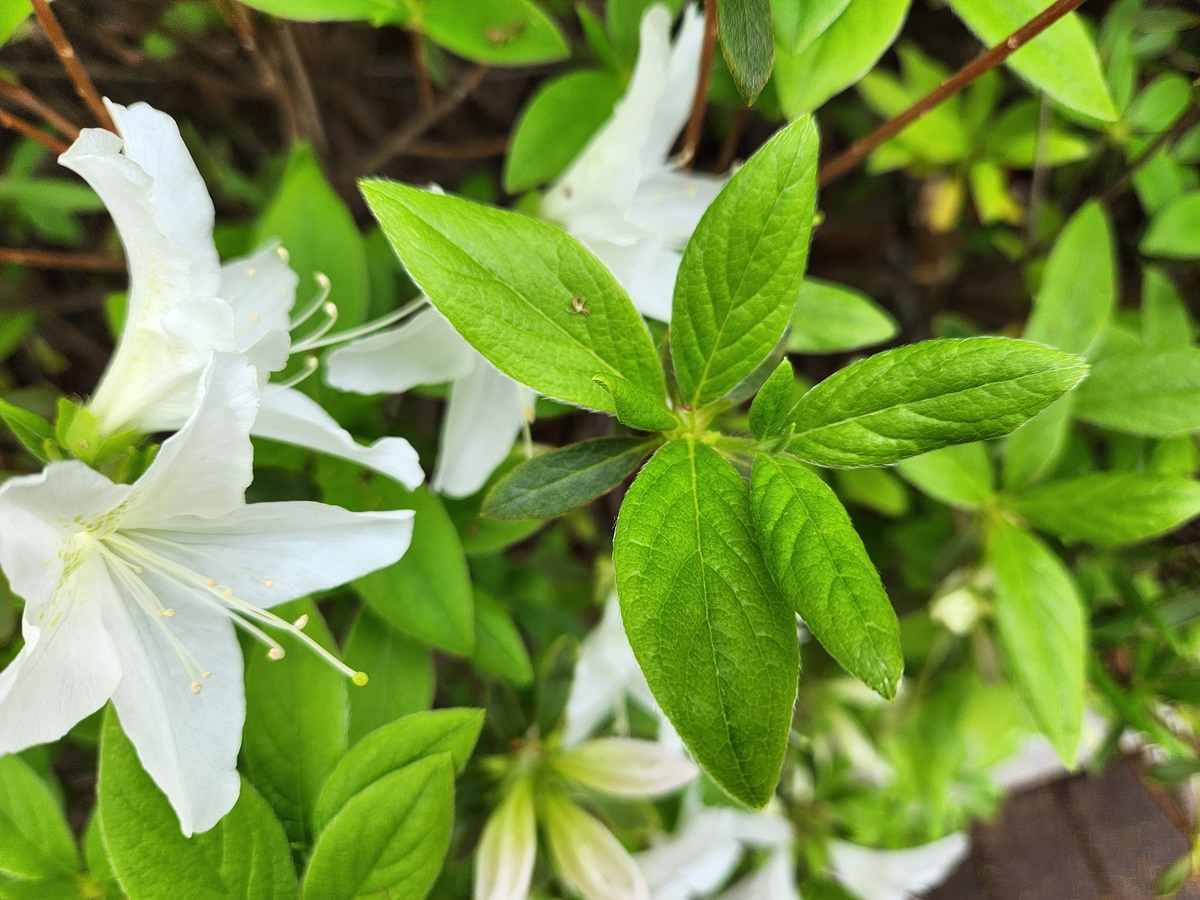 흰산철쭉