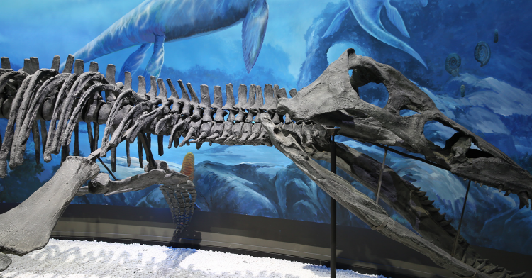 해남 공룡박물관