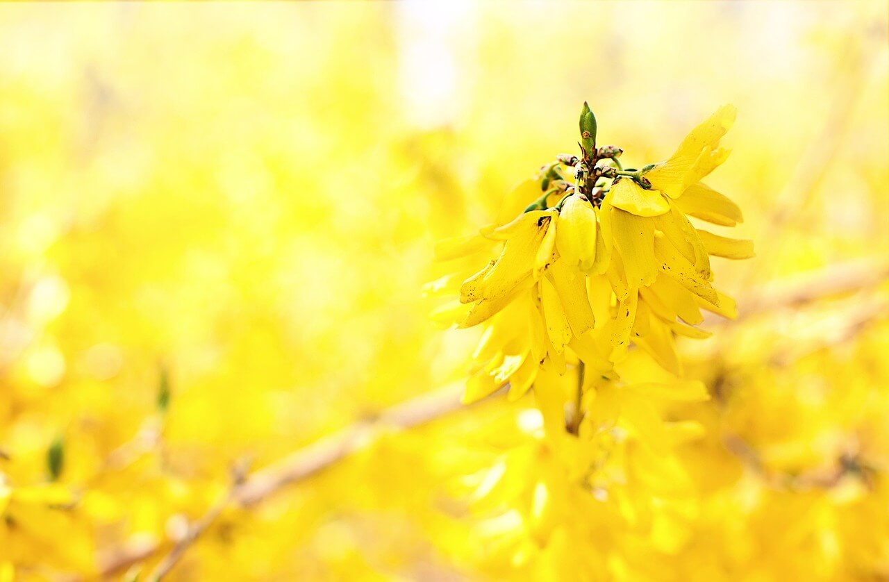 개나리 개화시기