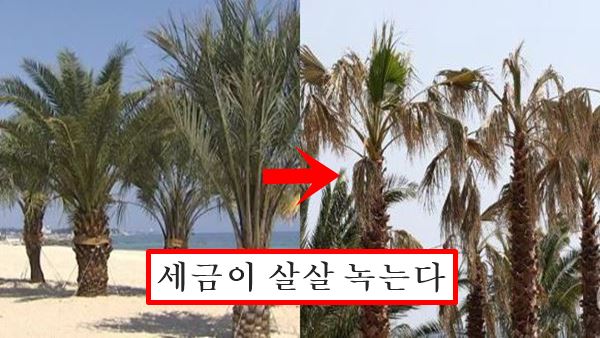 강릉 야자수