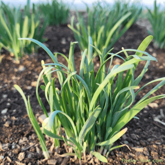 봄나물 부추 초벌 부추 특징