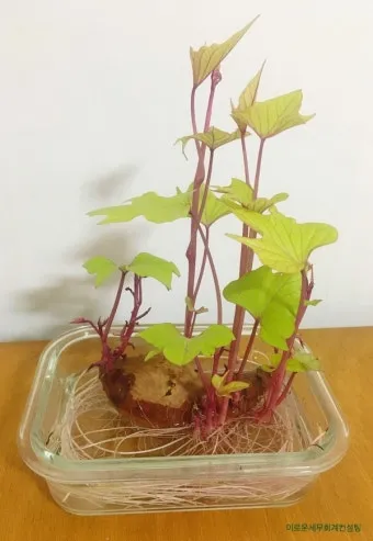 고구마 재배 파종시기 두둑 만들기 물주기 요령_9
