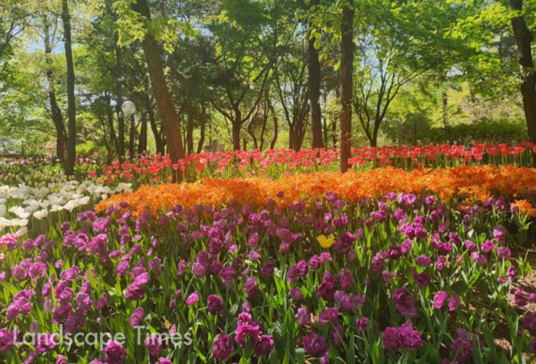 서울-숲-튤립-2