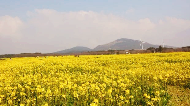 제주도의 유채꽃 밭