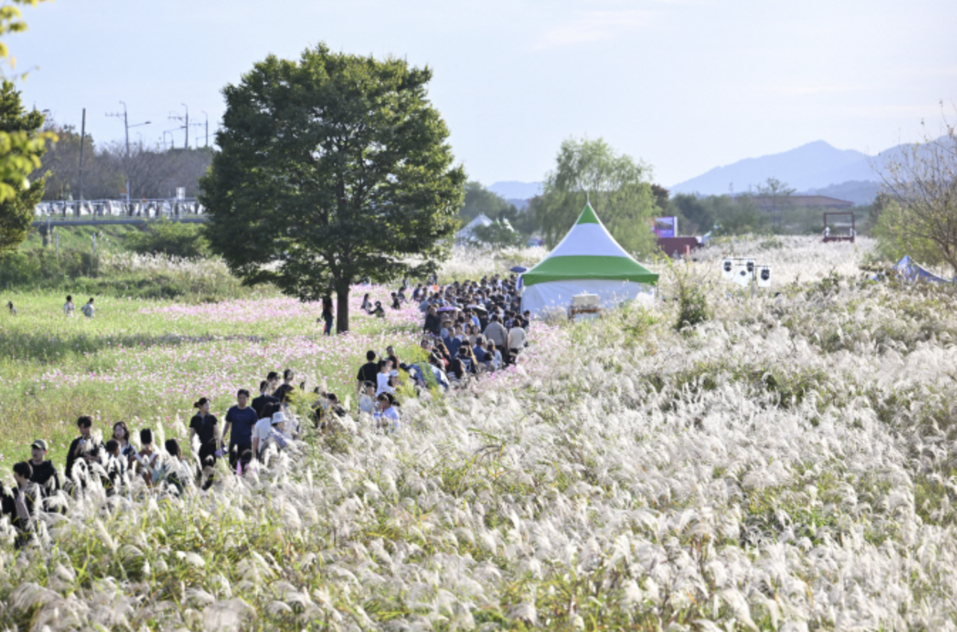 광주 서창 억새축제