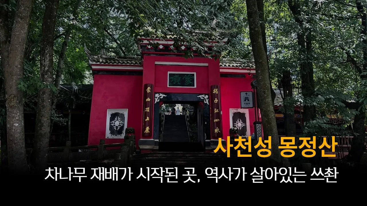 차나무 재배 잎 따기 시기 그늘 재배 향 유지_1