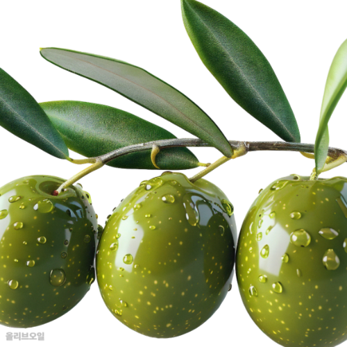 올리브