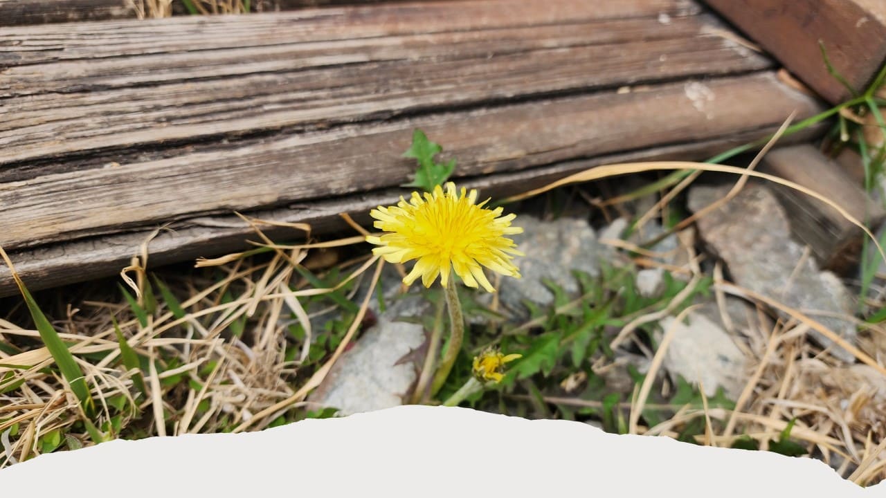 시편 119편 81절-96절, 생명과 구원을 가져다 주는 하나님의 말씀