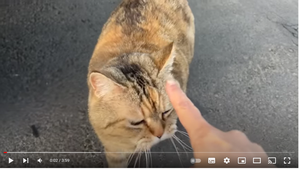 길고양이한테 발목 잡혔습니다;;; | 아홉째?