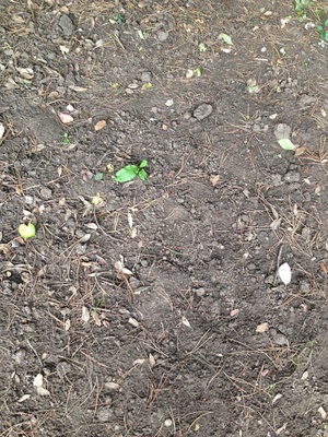 유기농 텃밭 조성을 위한 완벽 가이드: 지속 가능한 농업의 시작