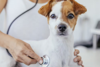 진료중인 강아지