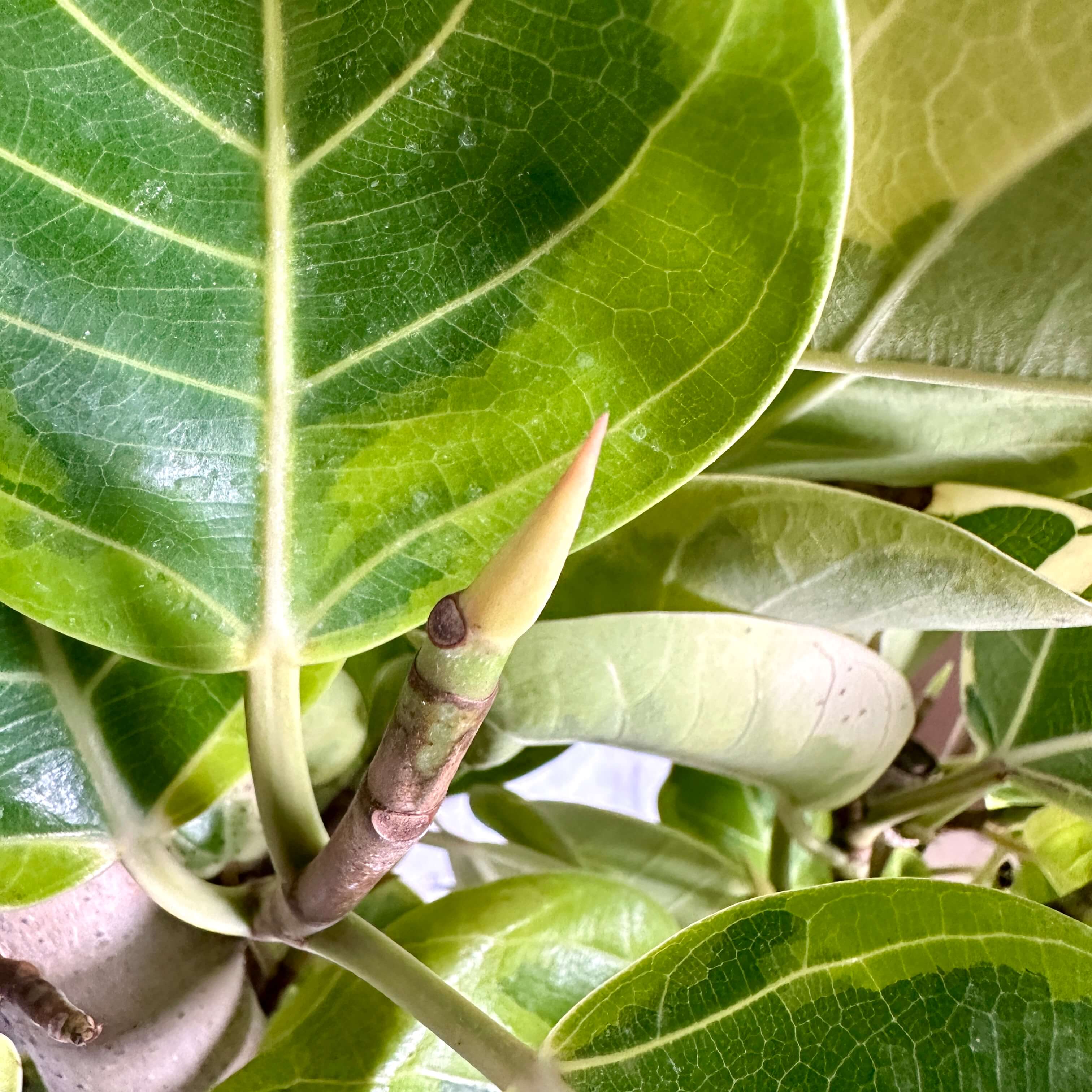 뱅갈 고무나무 실내에서 키우는 법