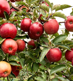 만성 신부전에 좋은 음식 영양제 식단