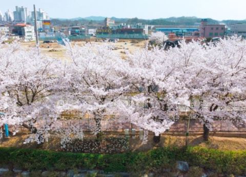 예천 벚꽃