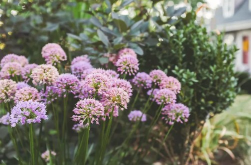 가을에 심고 봄에 피는 아름다운 꽃 - 알리움 아플래툰엔시