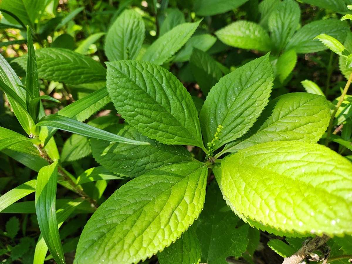 홀아비꽃대