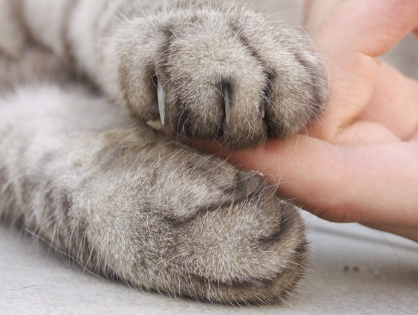 사람의 손과 고양이의 손.