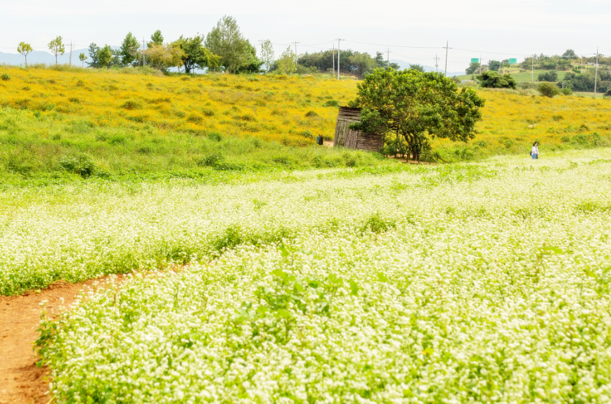학원농장 메밀꽃