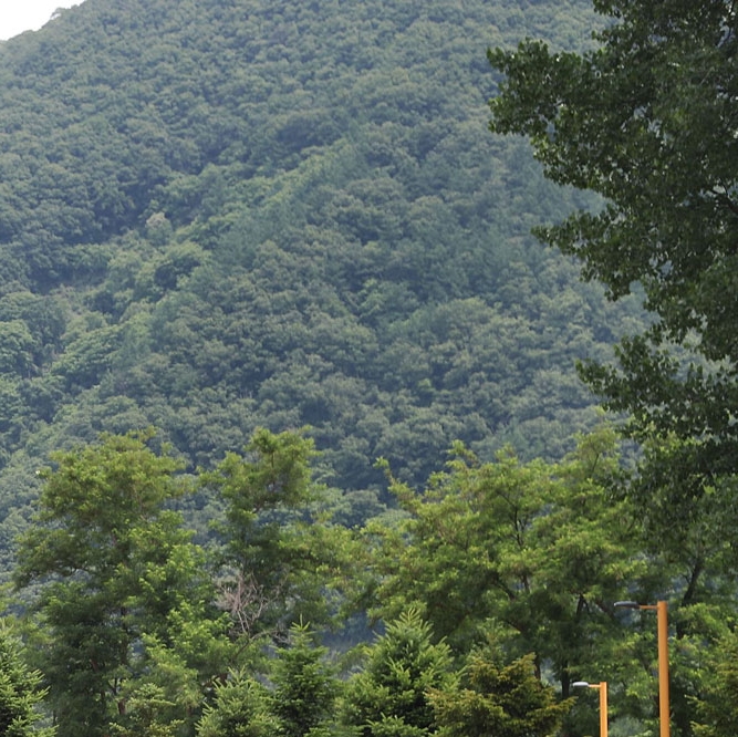  경기도 자라섬 꽃 페스타