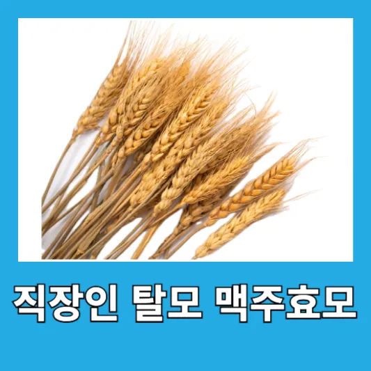 "직장인 탈모 맥주효모"