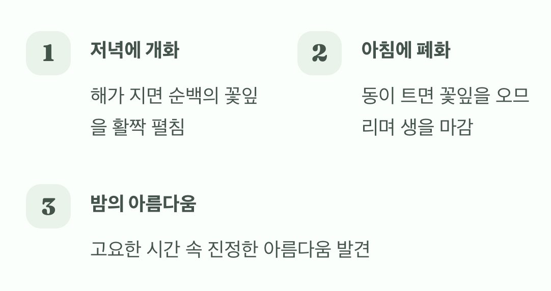 달빛을 사랑하는 밤의 손님