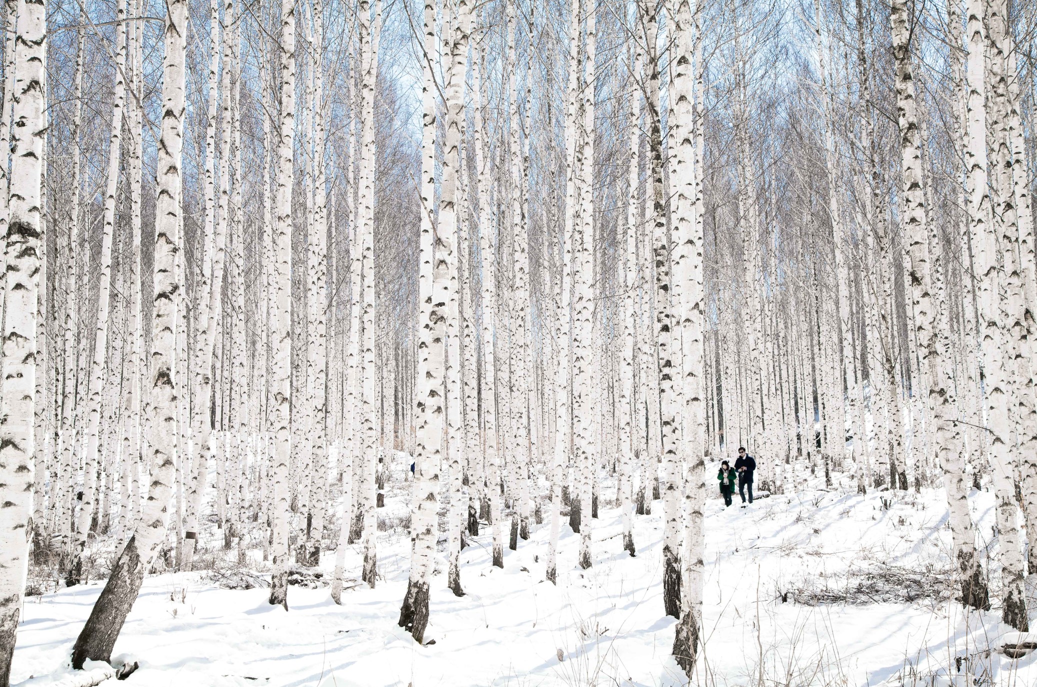 인제-자작나무-숲의-설경